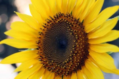 1005233_157894117737777_434795390_n