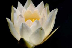 10338700_243762442484277_84697457956925041_n