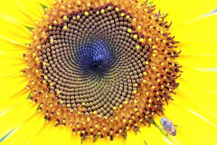 1094014_157894321071090_2002726654_o