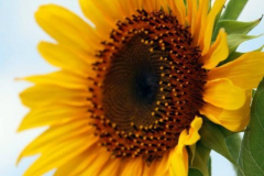 1146588_157894371071085_1615213927_n