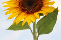 1236201_157894121071110_1453410693_n