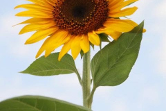 1237313_157894074404448_1070253584_o