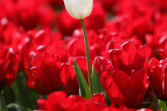 1_11825022_392670797593440_6614418646845943447_n