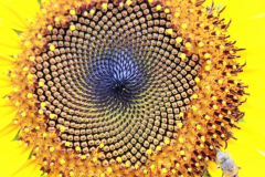 622676_157894351071087_993478907_o