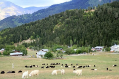 Savsat-Kocabey-Koyu-21