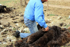 Savsat-Kocabey-Koyu-31