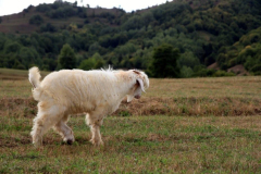 Savsat-Kocabey-Koyu-38