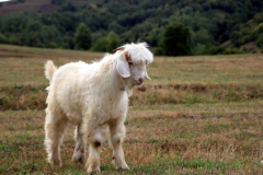 Savsat-Kocabey-Koyu-39