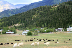 Savsat-Kocabey-Koyu-42