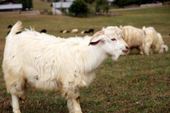 Savsat-Kocabey-Koyu-48