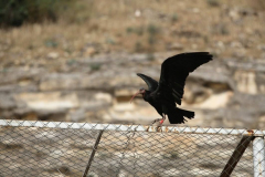 Urfa-8