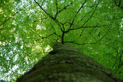 yedi-goller-11-scaled