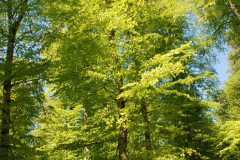 yedi-goller-13-scaled