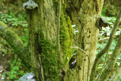 yedi-goller-21-scaled