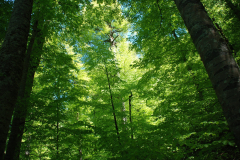 yedi-goller-36-scaled