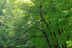 yedi-goller-8-scaled